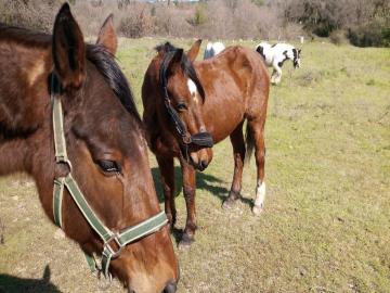 LES CHEVAUCHEES CATALANES